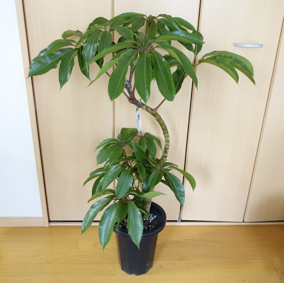 現品　ツピタンサス　27番　曲がり　シェフレラ　インテリアグリーン　観葉植物 現品 ツピタンサス 27番 曲がり シェフレラ インテリアグリーン