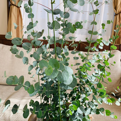インテリアユーカリ『グニー』お洒落な観葉植物として大人気　7号鉢　麻布鉢カバー付き 3枚目の画像