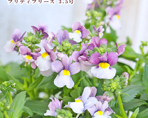 659cc27e1011debf468c8039f66c43