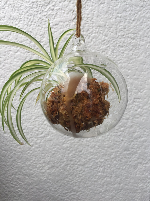 ハンギング ガラス 苔玉 オリヅルラン 2枚目の画像