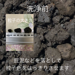洗浄・簡易選別品『富士砂［中粒〜大粒］900g』 9枚目の画像