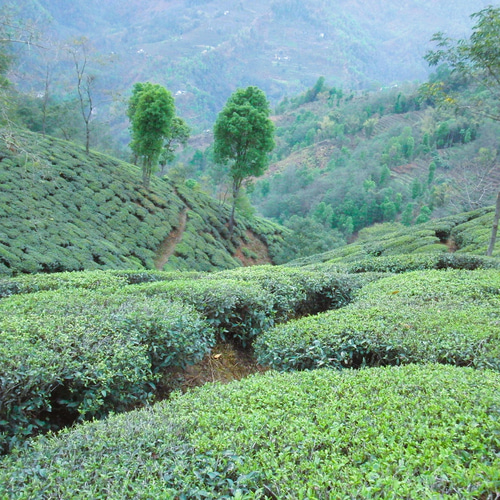 イラム紅茶（オーガニック）ネパール ティーパック プレゼント 紅茶