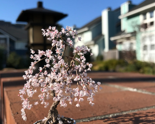 桜 9e46a178a7ad717658ffe205615367