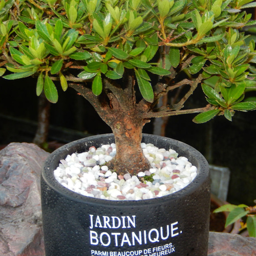 大盃 皐月 さつき サツキ 盆栽 小品盆栽 素おしゃれな盆栽鉢付き ミニ  