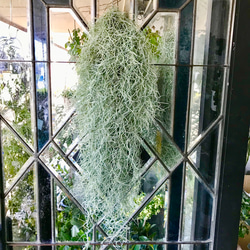 PLANTS SHOP OLIVEのギャラリー｜ハンドメイド・手仕事品の販売