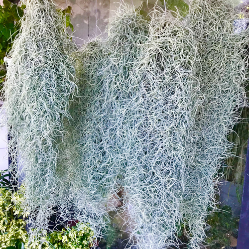 ボリュームあり チランジア エアープランツ ウスネオイデス