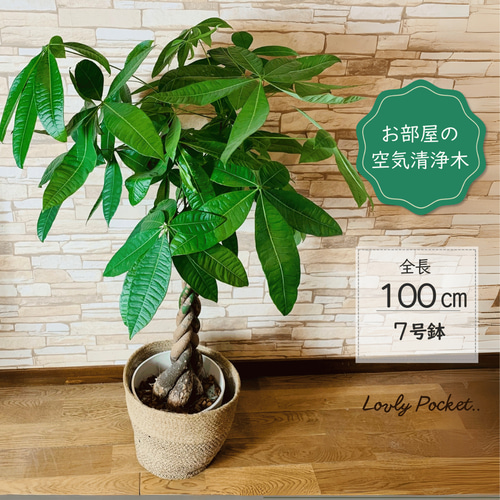幸福の木 パキラ 麻布鉢カバー付き 7号 リビングや玄関に インテリア