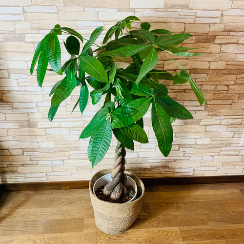 マリィlove様 ◇幸福の木10号鉢つき◇ 幸福の木 10