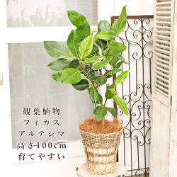 送料無料 観葉植物 フィカス アルテシマ サスティナブルナチュラルバスケット 高さ100cm ゴムの木 育てやすい 1枚目の画像