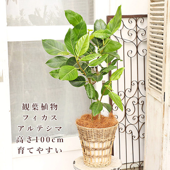 送料無料 観葉植物 フィカス アルテシマ サスティナブルナチュラルバスケット 高さ100cm ゴムの木 育てやすい 1枚目の画像