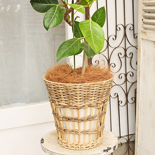 フィカス・アルテシマ（ゴムの木） – 観葉植物の紹介 - その他