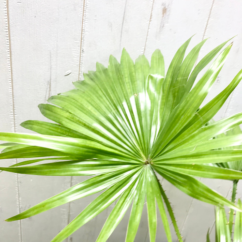 希少 葉数多め♡ コンパクトサイズ ビロウヤシ セラミック鉢 受皿付 その他インテリア雑貨 PLANTS SHOP OLIVE  通販｜Creema(クリーマ) 15308668