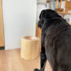 【Pet Table Hinoki】  〜L〜 Glass  bowl 2枚目の画像