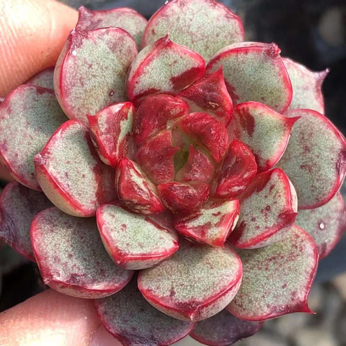 多肉植物 エケベリア 花火 カット苗 3cm 1苗999円 多肉植物 愛