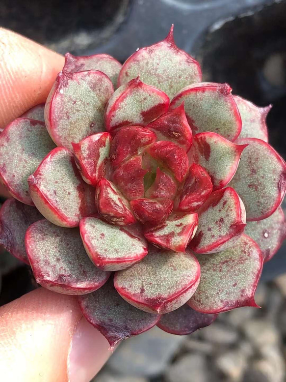 多肉植物 エケベリア 花火 カット苗 3cm 1苗999円 多肉植物 愛
