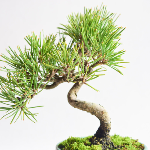 ⭐盆栽・黒松⭐ Kuromatsu Bonsai] Cute mini black pine with wire for winter. 5cm