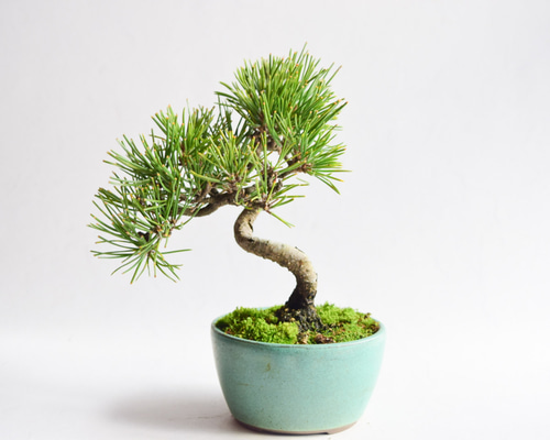 黒松 No.4 盆栽 盆栽やす 通販 15310389｜Creema(クリーマ)