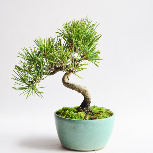 黒松 盆栽④ 黒松 No.4 盆栽 盆栽やす 通販 15310389｜Creema(クリーマ)
