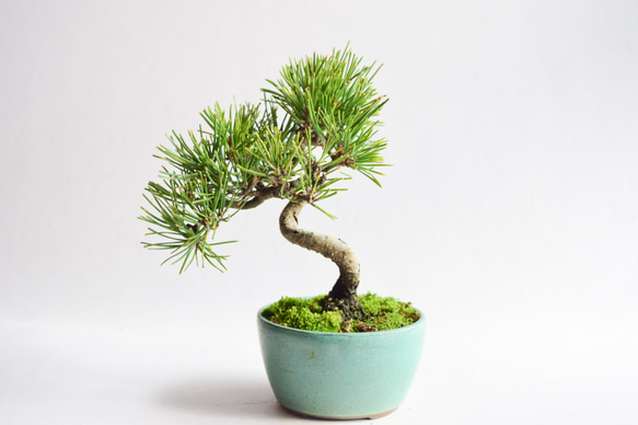 ⭐盆栽・黒松⭐ 黒松 No.4 盆栽 盆栽やす 通販 15310389｜Creema(クリーマ)