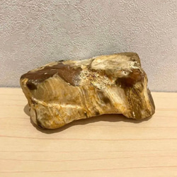 象　木化石　珪化木　ペトリファイド　天然石　処分 珪化木 木化石ペトリファイドウッド 木の化石 福岡県産 玄界灘