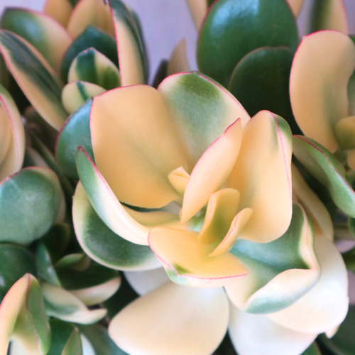 金のなる木　黄金花月　ピンク斑入り　多肉植物　金運★縁起の良い植物 金のなる木 黄金花月 ピンク斑入り 多肉植物 金運☆縁起の良い植物 金