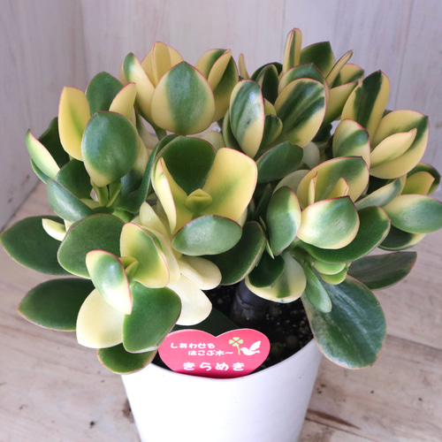 立派♡斑入り♡花月♡金のなる木♡観葉植物♡多肉植物♡5号鉢♡ 多肉