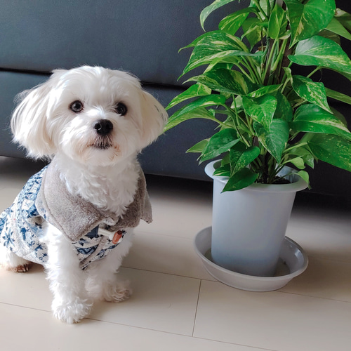 犬服ハンドメイド♡オーダー受付中♡トナカイ柄