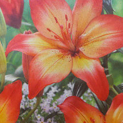 【ハートストングス⠀】イエローにオレンジの覆輪が美しい百合 上向きに沢山の花をつける 2枚目の画像