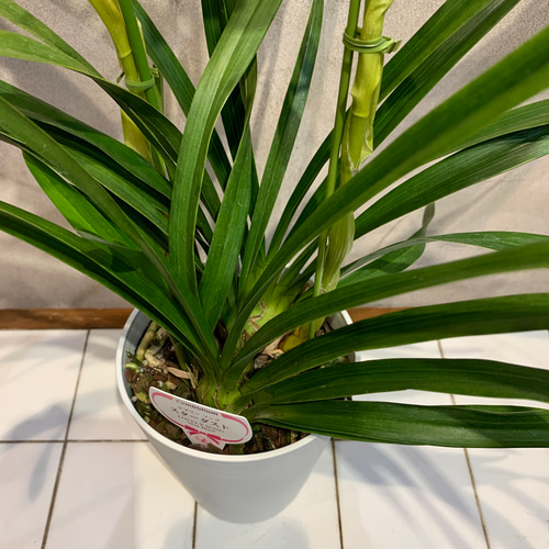 シンビジューム❤️スターダスト 2本立 4.5号鉢 多肉植物 シンビジューム❤️スターダスト 2本立 4.5号鉢 多肉植物