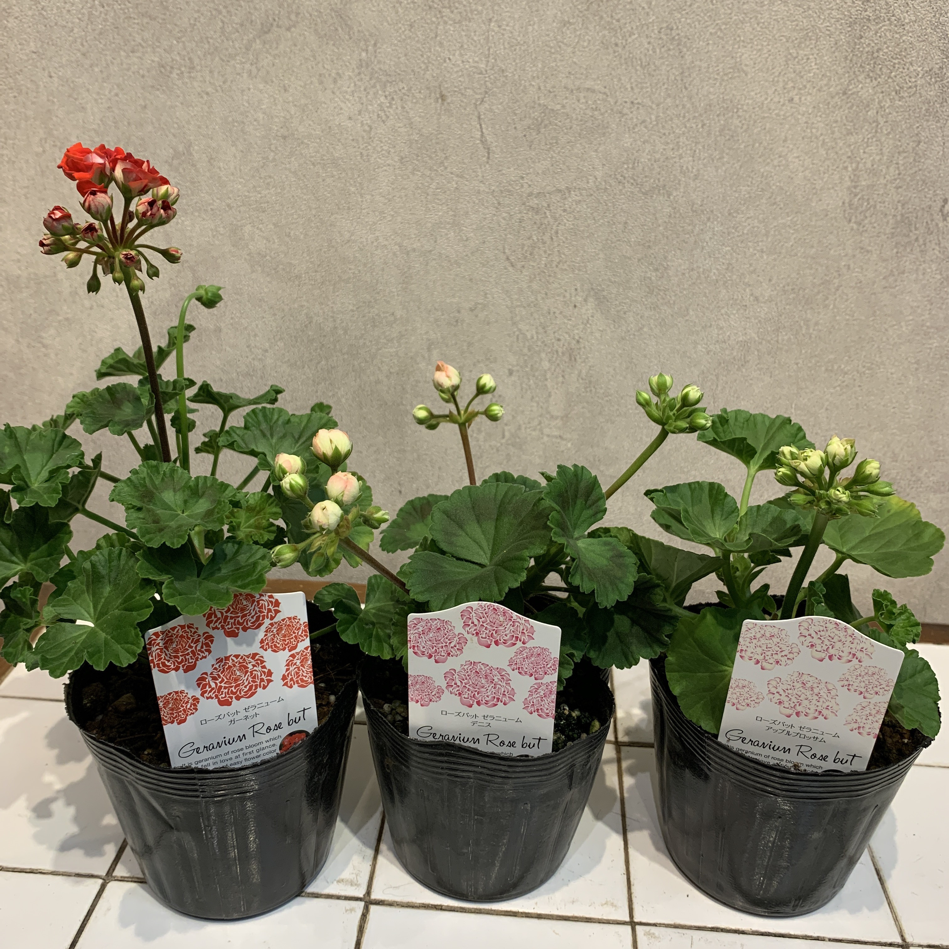 数限定❗️ローズバットゼラニウム❤️ 3.5号ポット 多肉植物