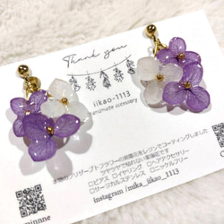 【受注生産】本物の紫陽花　アナベル　ゆらゆらイヤリング　ピアス　パープル 紫陽花ハンドメイド2024 2枚目の画像