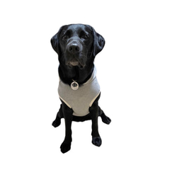 イニシャタンクトップ　スウェット　フーディー　犬服　服 カレッジ 11枚目の画像