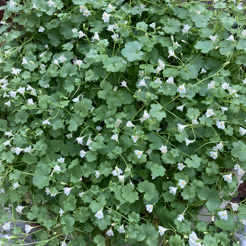 レア✨白花シンバラリア❣️ 1ポット分抜き苗で‼️ ハーバリウム・植物 