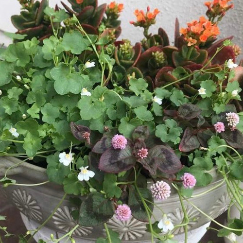 レア✨白花シンバラリア❣️ 1ポット分抜き苗で‼️ ハーバリウム・植物 