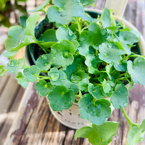 レア✨白花シンバラリア❣️ 1ポット分抜き苗で‼️ ハーバリウム・植物 