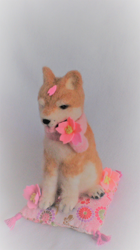 桜色のざぶとんに座る柴犬ちゃん 2枚目の画像