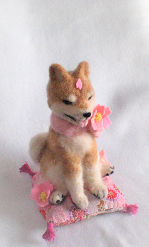 桜色のざぶとんに座る柴犬ちゃん 3枚目の画像