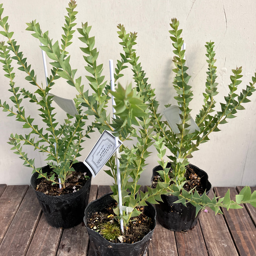 人気のアカシア＊ブルーブッシュ＊三角葉アカシア＊ガーデニング＊庭