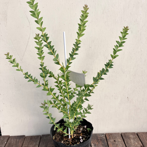 人気のアカシア＊ブルーブッシュ＊三角葉アカシア＊ガーデニング＊庭