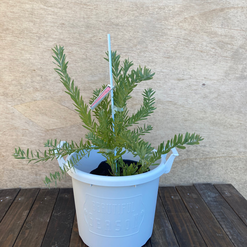 人気のアカシア＊ブルーブッシュ＊三角葉アカシア＊ガーデニング＊庭