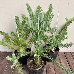 人気のアカシア＊ブルーブッシュ＊三角葉アカシア＊ガーデニング＊庭