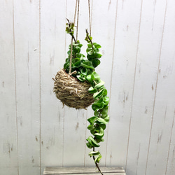 オリーブの木 Oli-me（オリーミー） ミッション ×ネバディロ