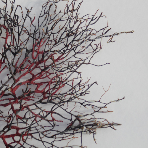 天然 ウミウチワ インテリア雑貨 アート うみうちわ C0016 その他