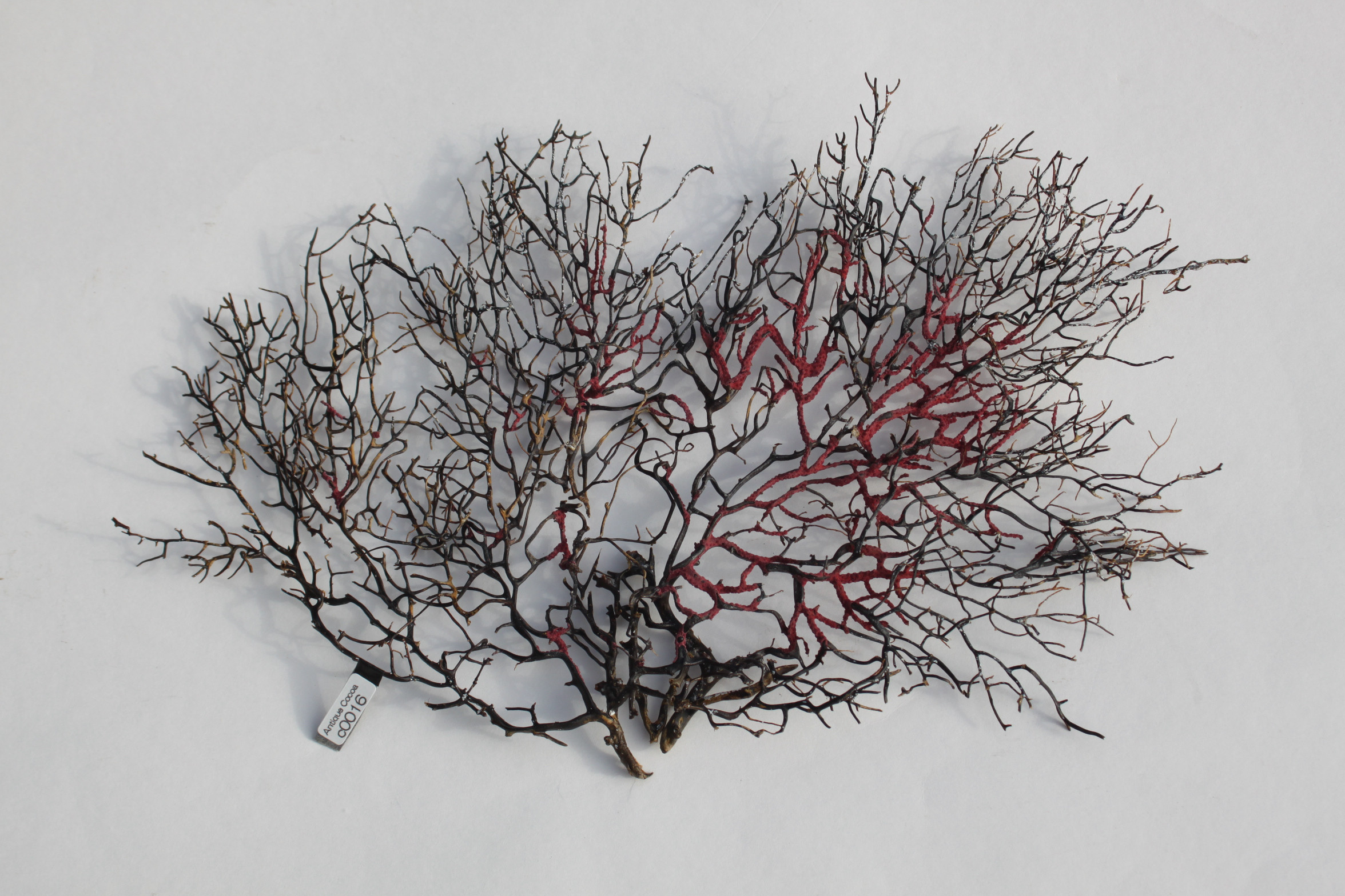 天然 ウミウチワ インテリア雑貨 アート うみうちわ C0016 その他