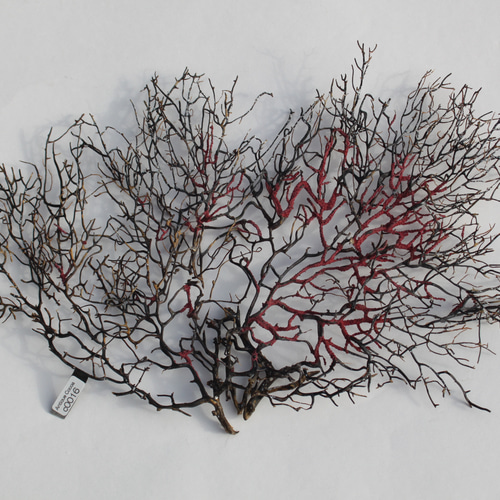 天然 ウミウチワ インテリア雑貨 アート うみうちわ C0016 その他