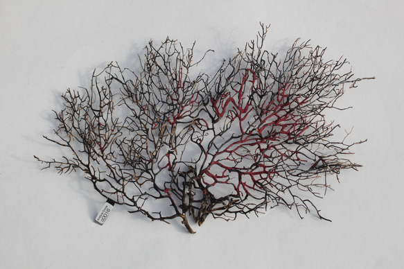 天然 ウミウチワ インテリア雑貨 アート うみうちわ C0016 その他