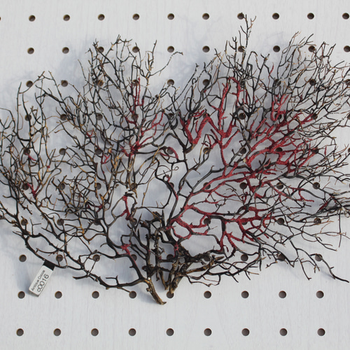 まいまい　ウミウチワ30個セット 天然 ウミウチワ インテリア雑貨 アート うみうちわ C0016 その他