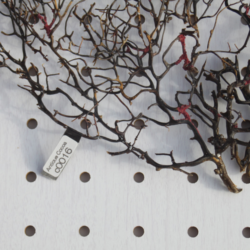 天然 ウミウチワ インテリア雑貨 アート うみうちわ C0016