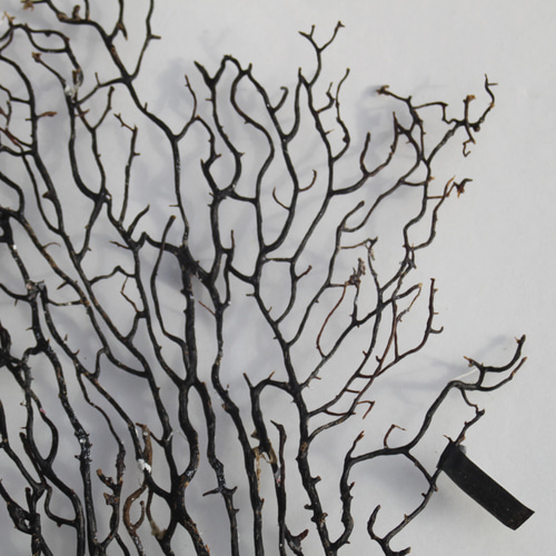 天然 ウミウチワ インテリア雑貨 アート うみうちわ C0017 その他