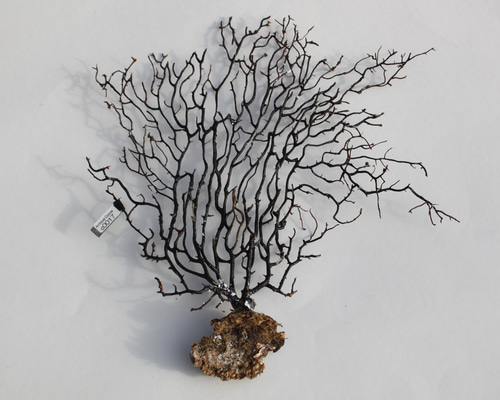 天然 ウミウチワ インテリア雑貨 アート うみうちわ C0017 その他